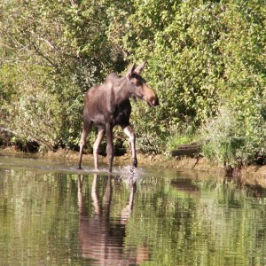 Another View of Moose - 8-22-07