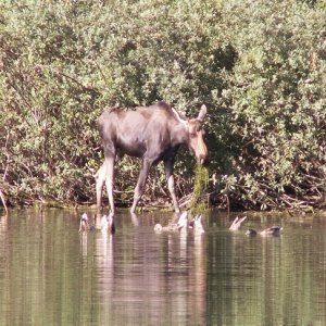 Moose - Upper Priest Lake - 8-22-07