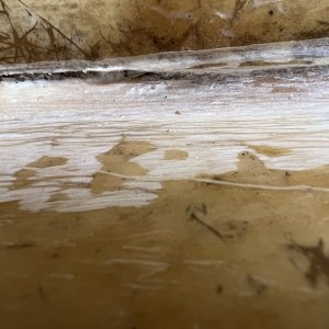 Bulkhead Hull seam