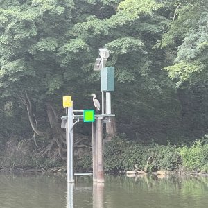 Blue Heron sitting on a navigational marker