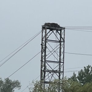 Osprey Nest near Lock 2/3