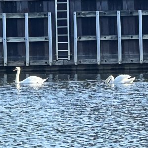 Swans