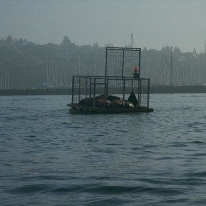 Media '(TwoLuckyFish)' in album 'Anna Leigh'