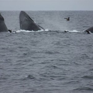 Pod of Humpback Whales a hazard when fishing for Salmon off SF