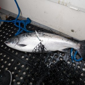 The first salmon on board.  Because of space limitations, I limit myself to one lure.  A Buzz Bomb.