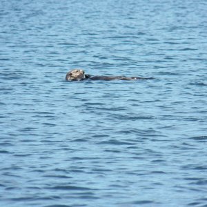 These guys were everywhere, including the lagoon that runs for about a mile NE of Winter Harbor.  The lagoon is shallow and open, but the weather report was good and I only draw 8 inches.