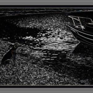Media '"Bullard," our puppy of the pack, patiently waiting to board the GCW.' in album '"Quinn," our 13yr Welsh Springer Spaniel, knows what fishing is all about.'