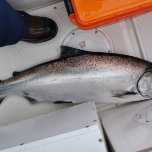Chinook