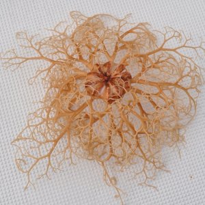 Basket Star
