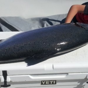 Kade's 50lb King