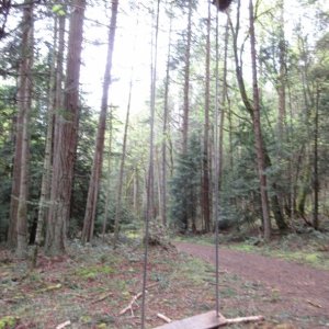 A random rope swing along the road. Yep, I tried it out!