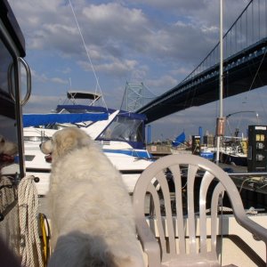 Media '(Minnow) Philly Marine Center and the Ben Franklin Bridge' in album '(Minnow) Maiden voyage'