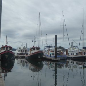 Victory Tug regatta at Deer Harbor. Or maybe they all just live here?