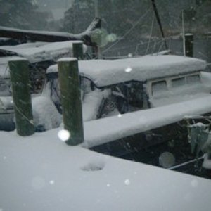 Sea Baby-Covered in 5-1\2" snow-Whortonsville-22JAN11