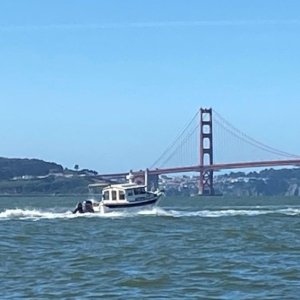 Octopus at Golden Gate
