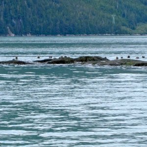 Seals at stone outcrop behind Fannie Island