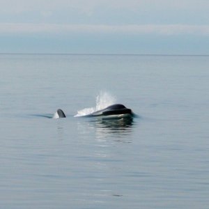 Whales on W. side of San Juan Sunday May 17th