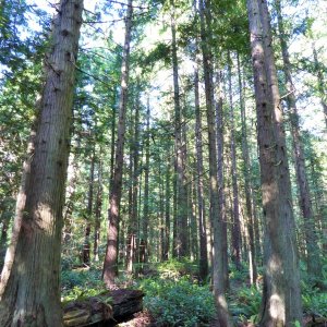 Old growth on Hope Island May 30 2015