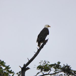 An eagle in a tree on Clark island.