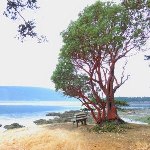 Some amazing colors on the trees in the San Juans, this one on South tip of Clark Island.