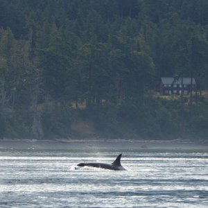 Yep, the killer whales run along the outside of San Juan island like clockwork.  Doesn\'t make them any eaiser to photograph though - somehow my batteries always die just as I find the whales.