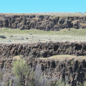 Right in the middle on the lower ridge is a rooster pheasant that was crowing.