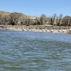 Media 'Green River, WY lots of Pelicans' in album 'Jayson & Jay, Flaming Gorge'