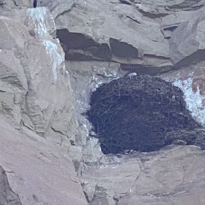 Media 'Flaming Gorge, geese in a eagles nest' in album 'Jayson & Jay, Flaming Gorge'
