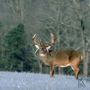 image0077