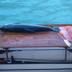 Media 'Silver Salmon in Valdez, AK' in album 'Homeward bound C-Dory
Feb. 28, 2003'