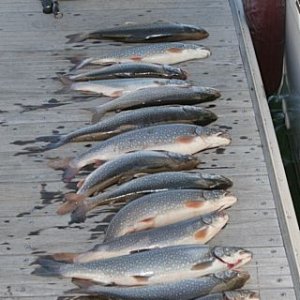 Media 'Here Fishy Fishy' in album 'Starry Night at Lake Powell'