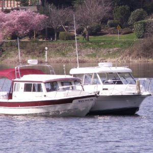 Daydream and Trophy and Cherry Blossoms 4-5-09