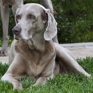 Chim Chim in her golden years