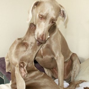 Dog kiss
