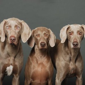 Koko, Lulu, Yogi