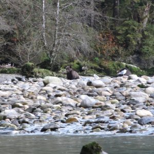 Grizzlies fishing