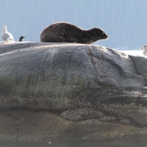 Sea lion haul-out in Douglas Channel