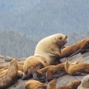 Sea Lion Colony, Ashdown Island (Campania Sound)