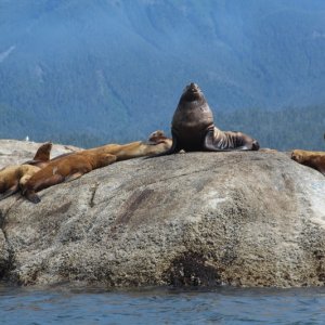 Sea Lion colony (Ashdown Island)