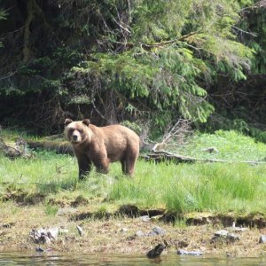Grizzly Bear in Khutze Inlet
