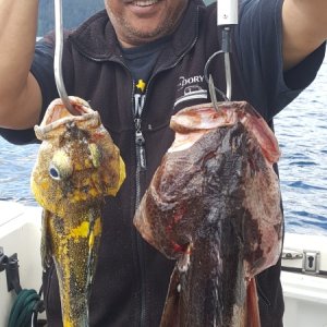 Ling and Rockfish