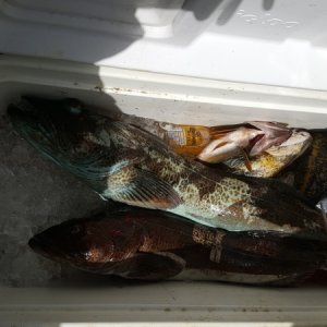 Media 'Cooler full of bottom fish' in album 'In search of the elusive Spring'