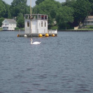1h Swan in Essex back pond