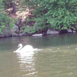 1n Swan at Hamburg Cove