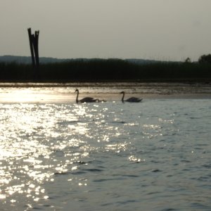 Swans at Old Lyme Mooring