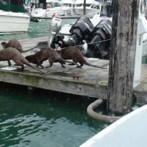 The mob at the Skagway, Alaska docks
