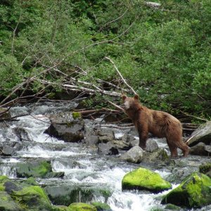 fishing bear at Red Bluff bay old cannery site