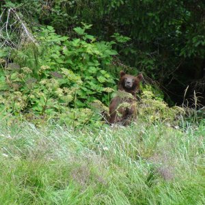 Same bear taking a look around while eating salmon berries
