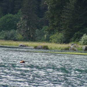 Bear swimming across Red Bluff Bay. Believe it to be same one I had close encounter with