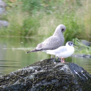 Birds that caught my eye while on the Mokai